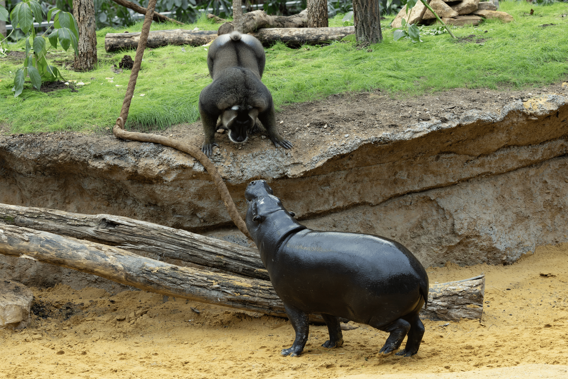 Pairi Daiza pakt uit met grootste tropische serre ter wereld 1
